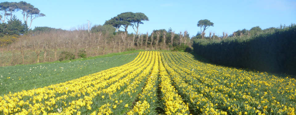 Lunnon Daffodil Farming Isles of Scilly